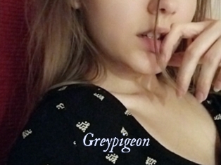 Greypigeon